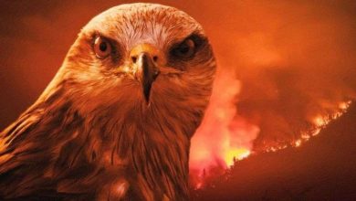 صورة “صقر النار”.. قصة طائر متهم بنشر “الجحيم ” في أستراليا(فيديو)