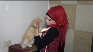 صورة باعت سيارتها وأثاثها لإطعامهم.. فتاة دمشقية تربي ١٢٠ قطا وكلبة وتروي قصتها معهم (فيديو)