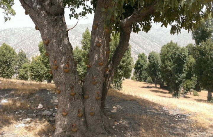 صورة شجرة نادرة في دولة عربية.. ماؤها علكة غالية وثمارها مسابح تباع بآلاف الدولارات