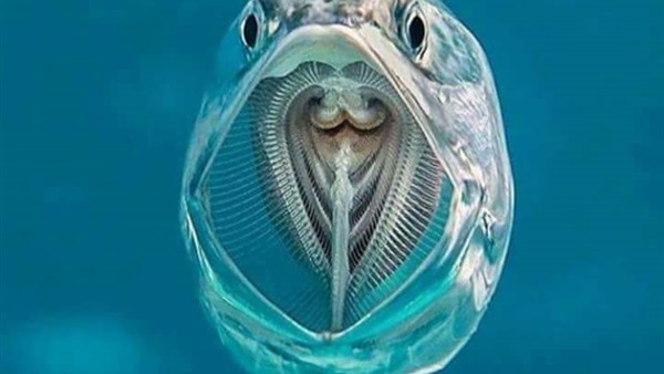 صورة السمكة الشفافة.. معجزة في أعماق المحيطات.. ستبهرك بجمالها وعظمة خلقها “فيديو