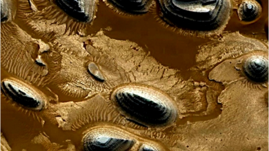 صورة أرض العرب على المريخ.. العلماء يزيلون الستار عن اكتشاف كبير وفريد من نوعه
