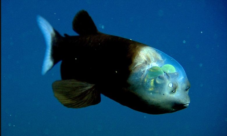 صورة رأس نصف شفاف وعيون متوهجة.. رصد «سمكة فضائية» في المحيط الهاديء “فيديو”