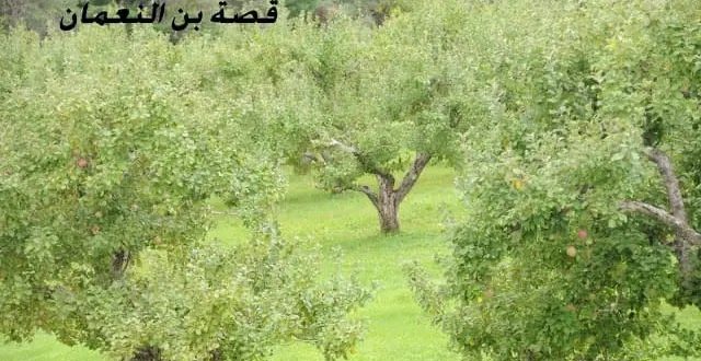 صورة قصة ثابت بن النعمان والد الامام  ابو حنيفه النعمان مع التفاحة