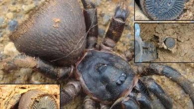 صورة العنكبوت النادر العنكبوت الأكثر رعـ.ـبا في العالم (صور)