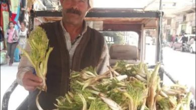 صورة يبلغ سعر الكيلو الواحد 25 الف.. تعرف على النبات الثمين الذي يزرع في سوريا وهوه مصدر رزق رئيسي لبعض العوائل