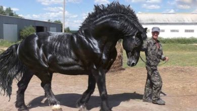صورة حصان يبلغ سعره 70 مليون دولار.. اغلى الحيوانات في العالم
