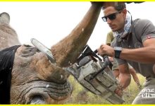صورة لهذا السبب يقوم الناس بسرقة قرن حيوان وحيد القرن