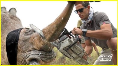 صورة لهذا السبب يقوم الناس بسرقة قرن حيوان وحيد القرن