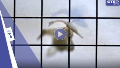 صورة الكشف عن سمكة مصنوعة من خلايا بشرية تسبح على طريقة “نبض القلب” والهدف من تهجينها