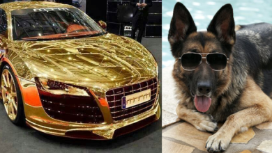 صورة تقدر ثروته بمئات ملايين الدولارات ولديه شركة ومجموعة خدم….قصة أغنى كلب على وجه الأرض