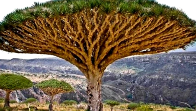 صورة يبلغ سعر الكيلو الواحد  بـ10 آلاف دولار.. تعرف على الراتنج” أغلى شجرة في العالم