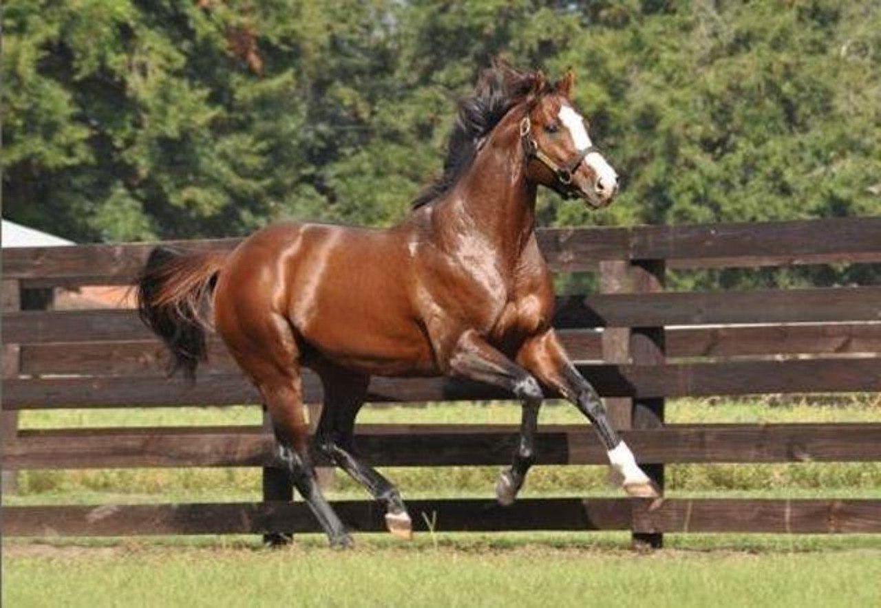 фото самого дорогого коня