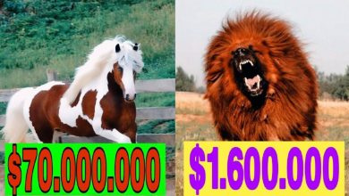 صورة رقم 5 بمبلغ 70 مليون دولار..أغلى الحيوانات في العالم لاتستطيع أن تصدق سعرها..(صور- فيديو)