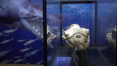 صورة عمره 36 مليون عام.. علماء حفريات يكتشفون جمجمة حيوان بحري مفترس
