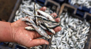 توزيع أنواع سمك السردين حول العالم 3. السردين الأوروبي: الأجود عالميًا