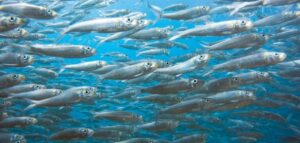 توزيع أنواع سمك السردين حول العالم 4. السردين المغربي يصدر لأكثر من 60 دولة