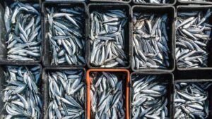 توزيع أنواع سمك السردين حول العالم 6. أفريقيا تستهلك نصف الصادرات من السردين المغربي