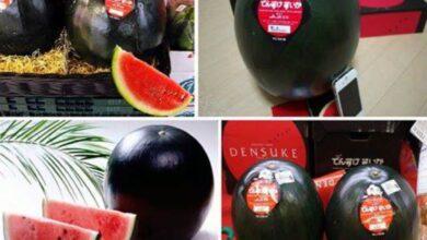 صورة الأغلى في العالم ..6 آلاف دولار لتذوق البطيخ الأسود