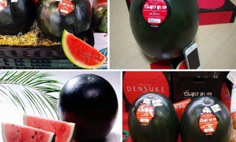 صورة الأغلى في العالم ..6 آلاف دولار لتذوق البطيخ الأسود