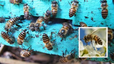 صورة اكتشاف حقيقة مدهشة عن النحل تفوق كل ما نعرفه عنها حتى اليوم!.. فيديو