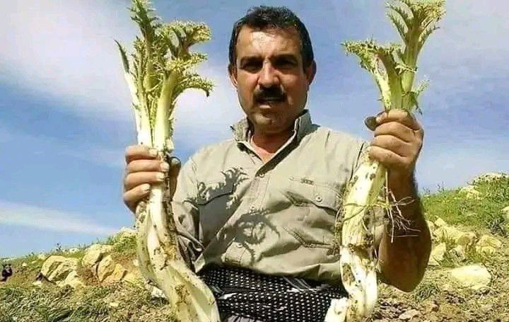 نبات شائع ينتشر في بلادنا العربية