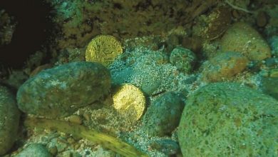 عملات معدنية بقيمة ملايين الدولارات تظل تحت الماء لمدة 1500 سنة ويعثر عليها الصيادين سالمه