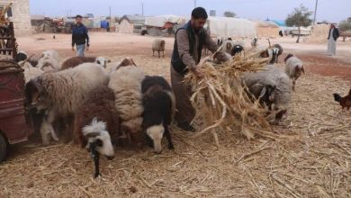 الثروة الحيوانية مهددة داخل سوريا وتحذيرات من فقدانها خلال خمس سنوات