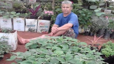 شاب سوري ينجح بزراعة نبتة باهظة الثمن بتكاليف بسيطة في أرضه ويحقق مرابح بآلاف الدولارات