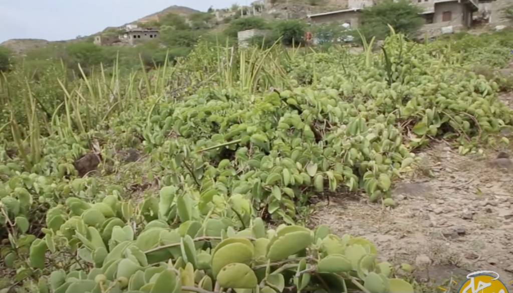 شجرة غريبة تنمو في عدة دول عربية تحتوي على مواد باهظة الثمن تباع